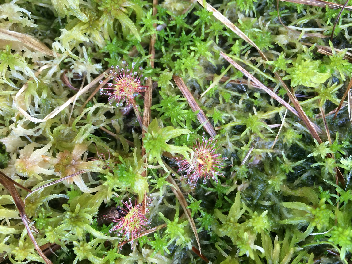 Sundews are aptly named for their resemblance to dewdrops shining in sunlight, and belong to a genera of carnivorous plants containing more than 150 species. The insectivorous plants trap and digest bugs by secreting tiny globules of a sticky enzyme produced by nectar glands on tentacles covering the plant’s leaves.